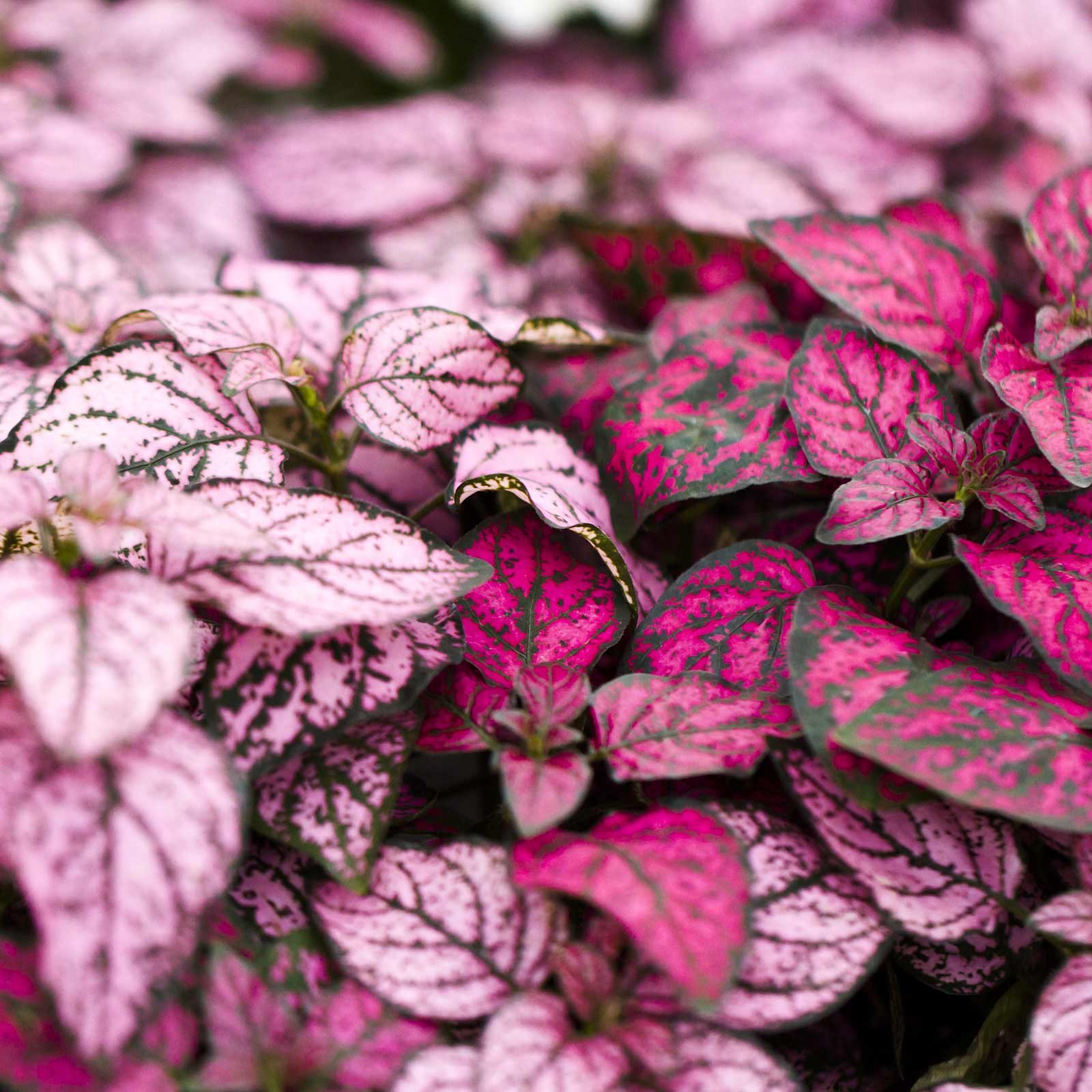 Hypoestes Splash Select Mix 500 Seeds