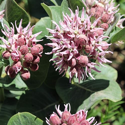 Miniatura 4 de Outsidepride 100 semillas perennes Asclepias Speciosa Showy Milkweed Flower Seeds para plantar