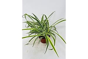 Clean Air with a Decorative Flair: Reverse Variegated Spider Plant