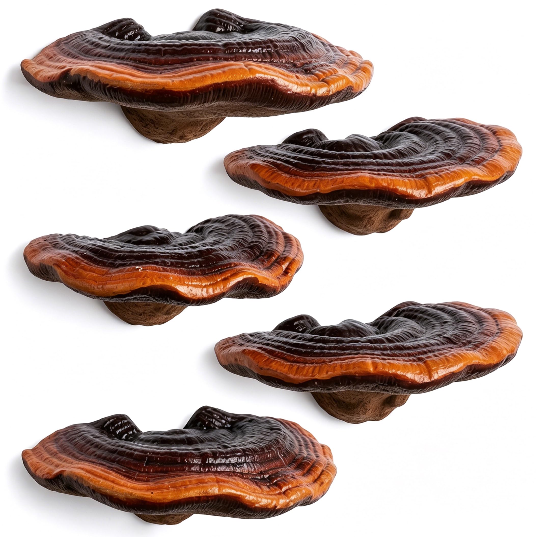 Sjfbebsy 5Pcs Mushroom Shelf, Realistic Outdoor Tree Decor Reishi Mushroom Wall Shelf with tools for Indoor Outdoor Decor - Wall