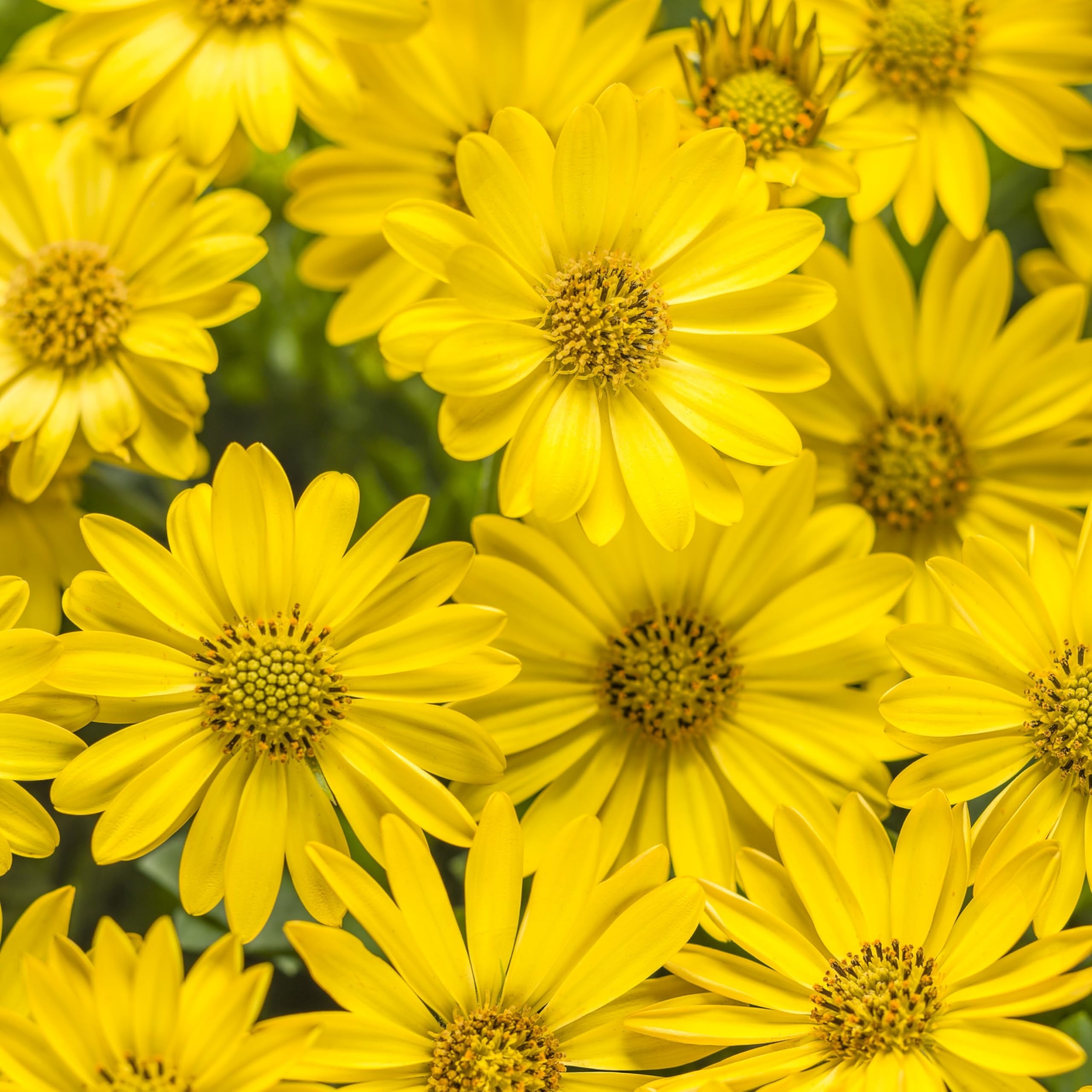 Plant House Atibala/Abutilon indicum 25 Seeds