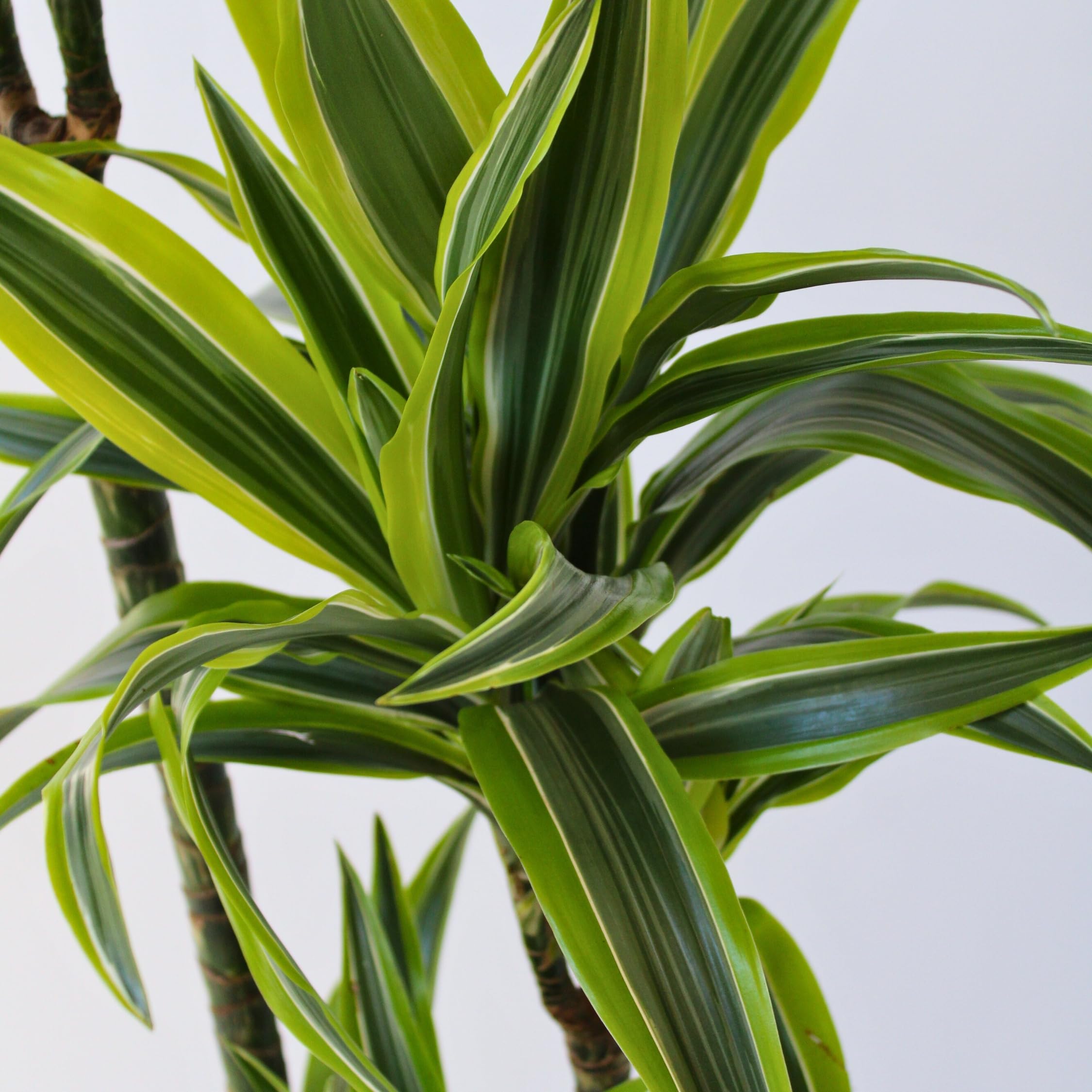 Plant in a Box - Dracaena fragrans Deremensis - Limone - Albero dei draghi - Vaso 24cm - Altezza 130-140cm