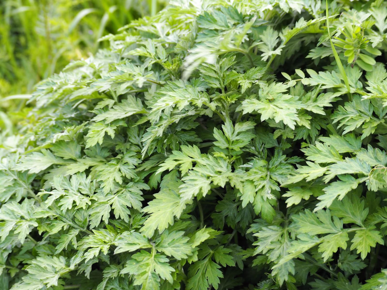 1000 Seeds Japanese Mugwort Artemisia Princeps Korean Wormwood Yomagi Herb Flower jodcw (Seeds)