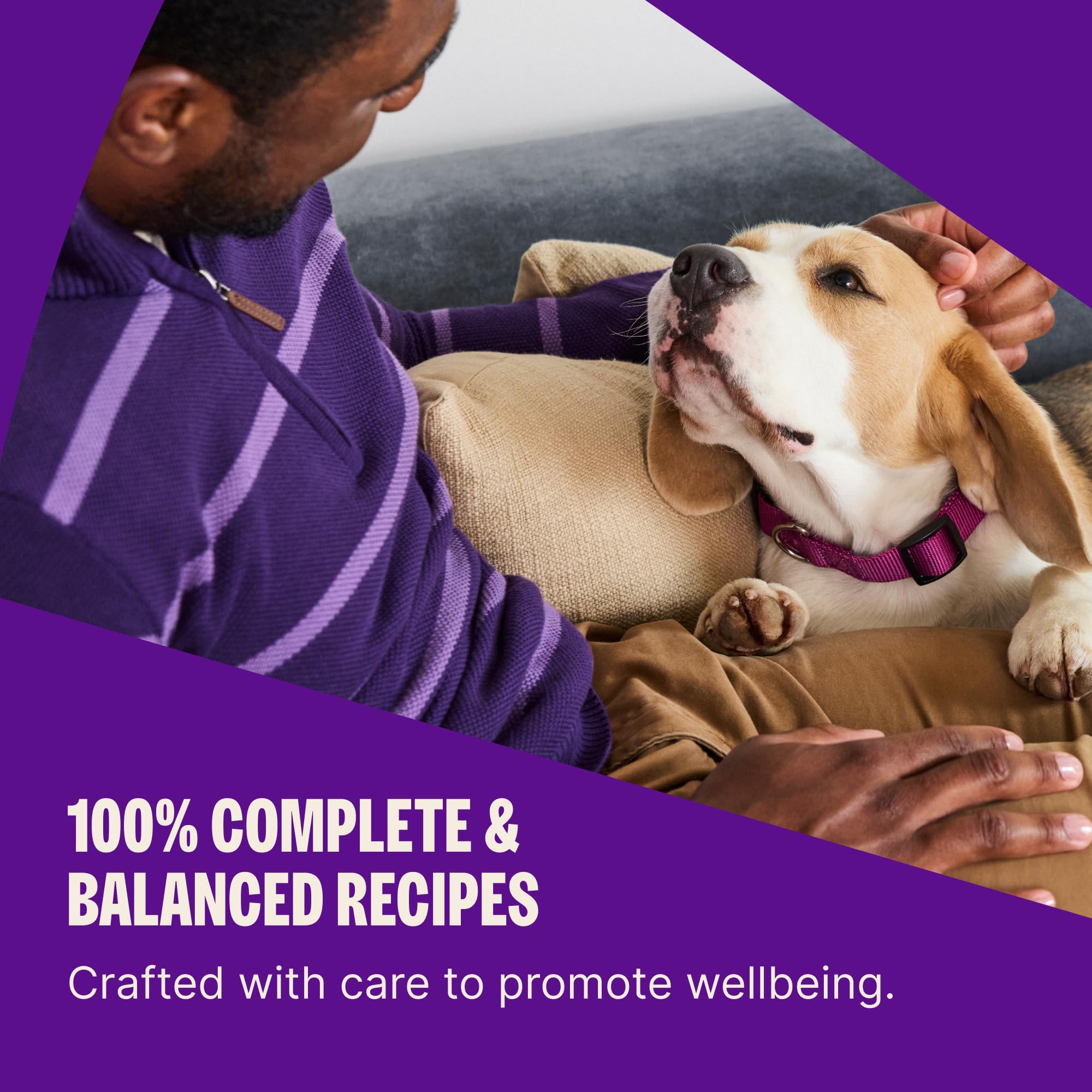 Wellness Complete Health sucha karma dla psów ze zbożami, naturalne składniki, prawdziwe mięso, wszystkie rasy, dla dorosłych psów (kurczak i płatki owsiane, worek 2,3 kg)