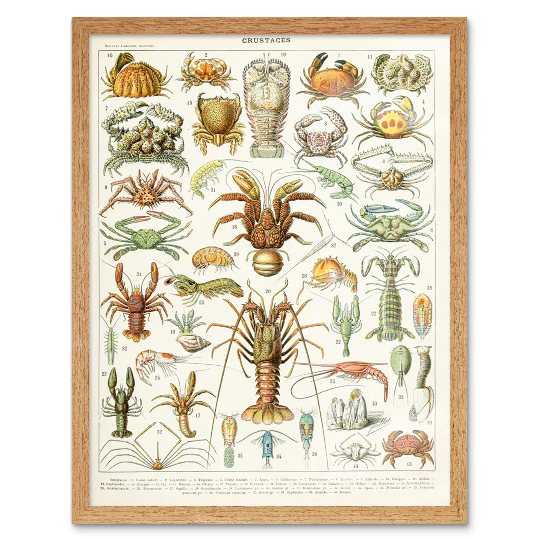 Artery8 Millot Encyclopedia Page Crustaceans Lobster Art Print Framed Poster Wall Decor 12x16 inch