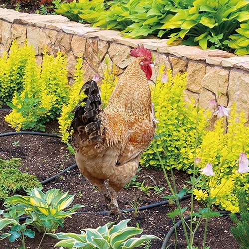 Miniatura 3 de Decoración de estatuas de jardín de gallo, figuras de escultura de pollo al aire libre, estacas acrílicas 3D, decoración de aves de corral,