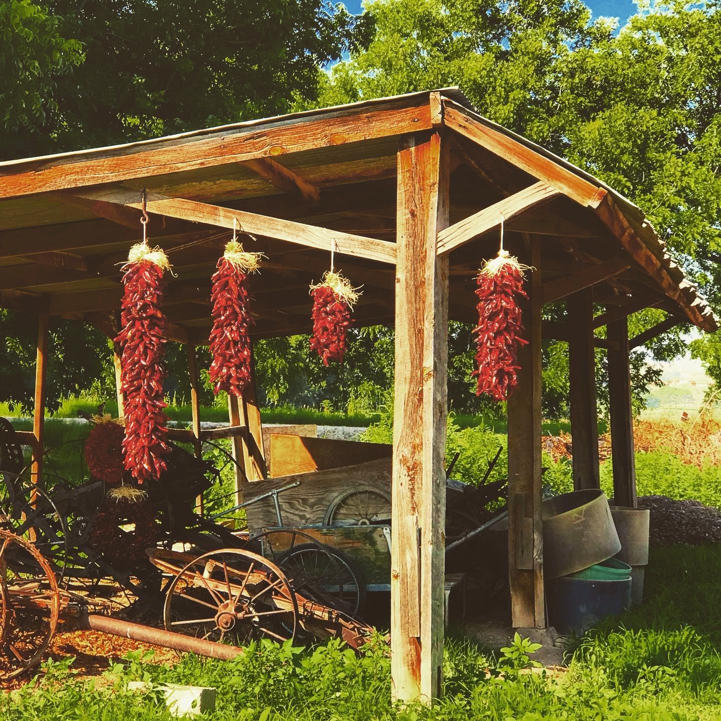 2 Ft. Chile Pepper Ristra