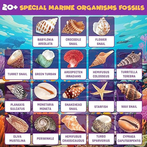 Miniatura 3 de Kit de excavación de fósiles oceánicos, desenterrar más de 20 conchas y caracoles reales, actividad educativa de ciencia divertida, juguete STEM