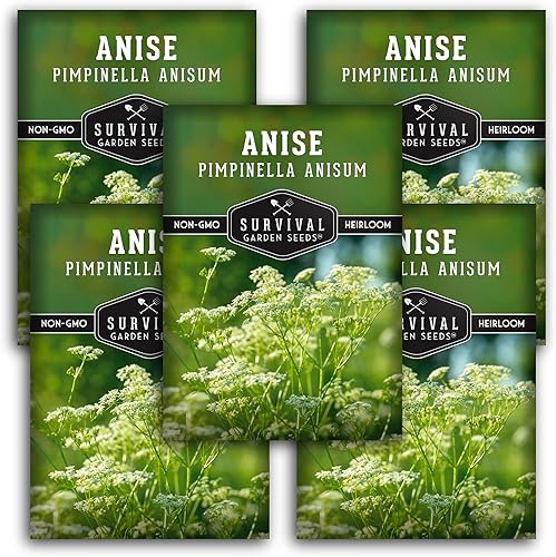 Miniatura 8 de Semilla de anís para plantar  1 paquete con instrucciones para plantar y cultivar anís en el jardín de hierbas de tu hogar  Variedad de reliquia sin