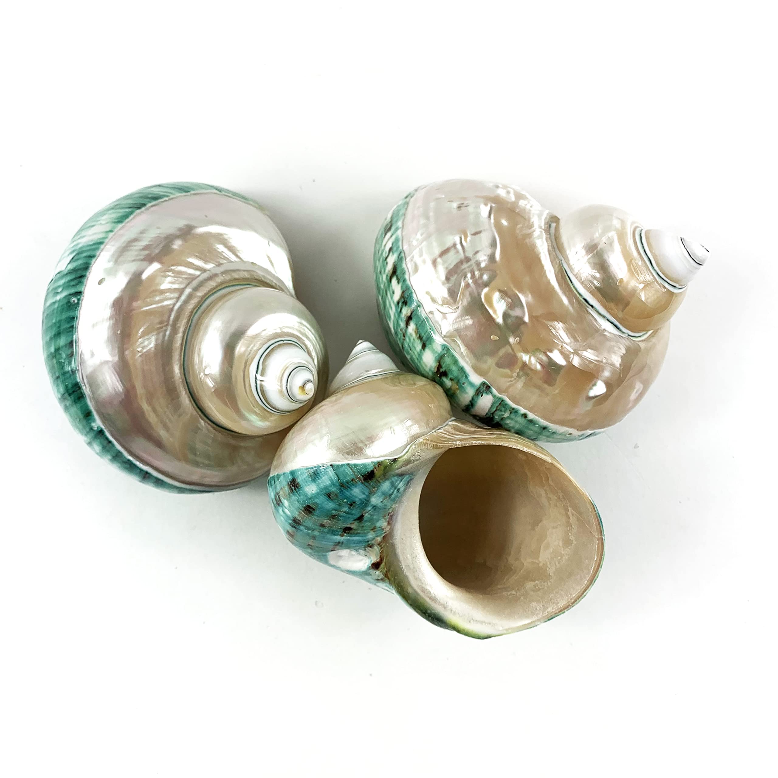 Amazon.com: Heyiwell Large Polished Jade Top Turbo