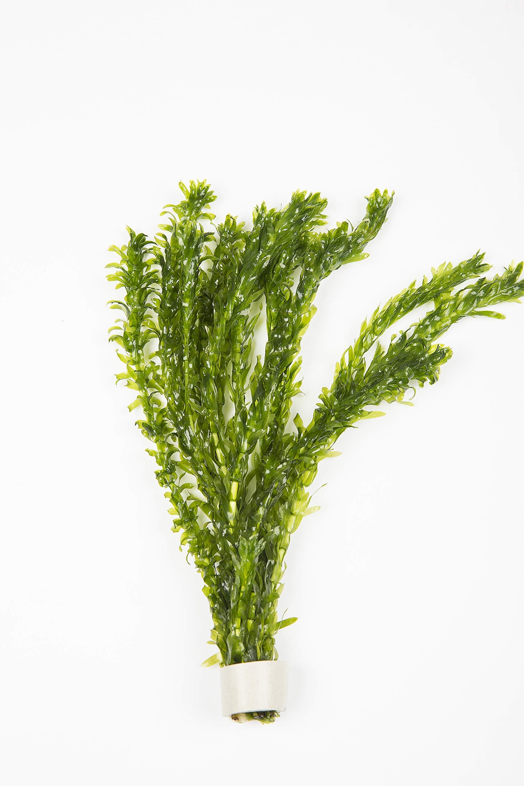 10 x Oxygenating Weed Live Pond Plant ELODEA DENSA - Also Aquarium Aquatic Plants