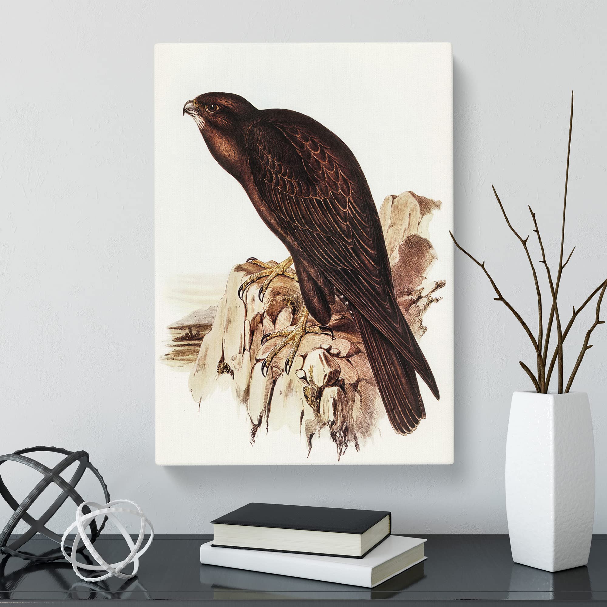 Black Falcon Bird By Elizabeth Gould Canvas Print, Mixed, 25L x 50W cm - Image 2