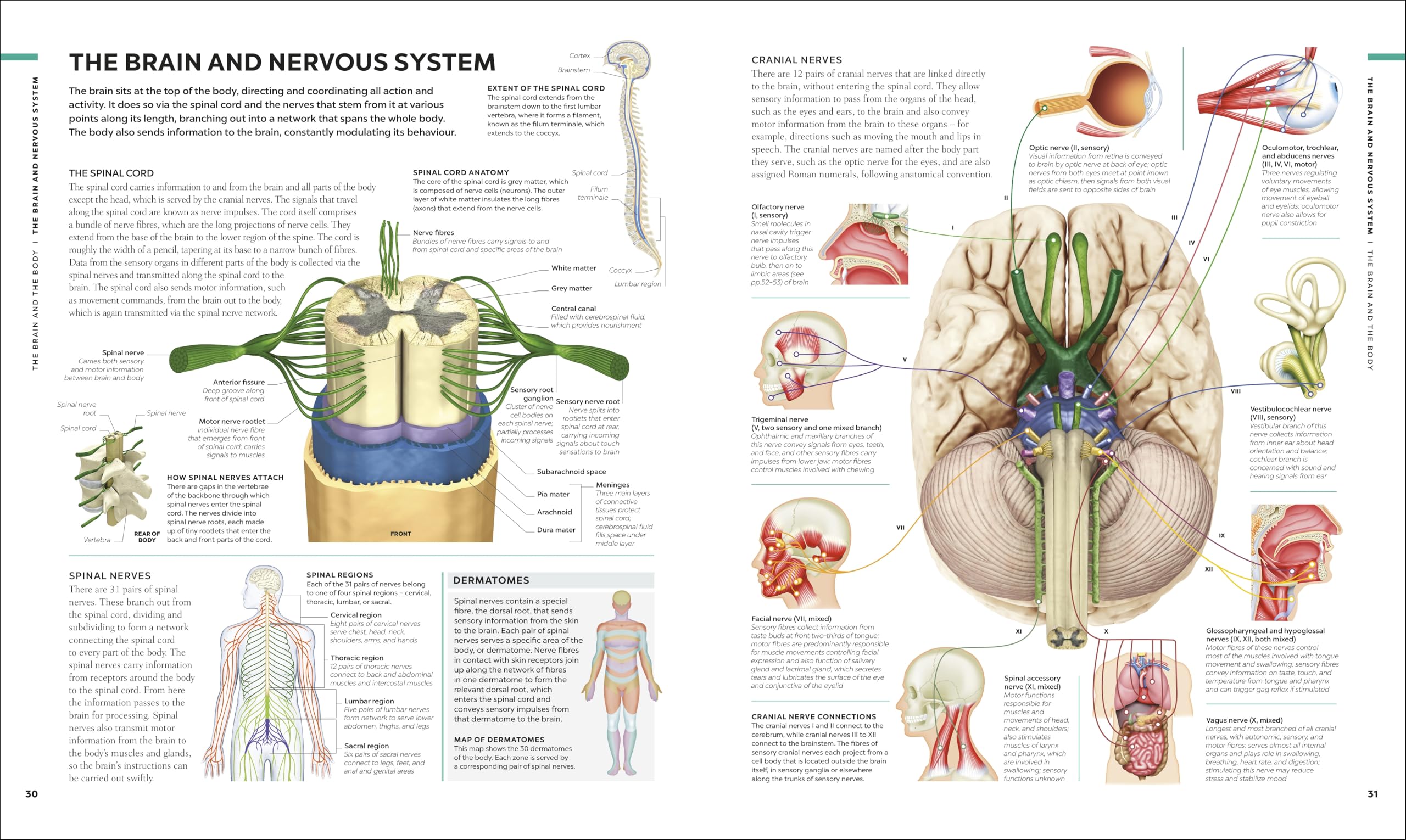 The Brain Book: A Visual Guide to Structure and Function (DK Human Body Guides)