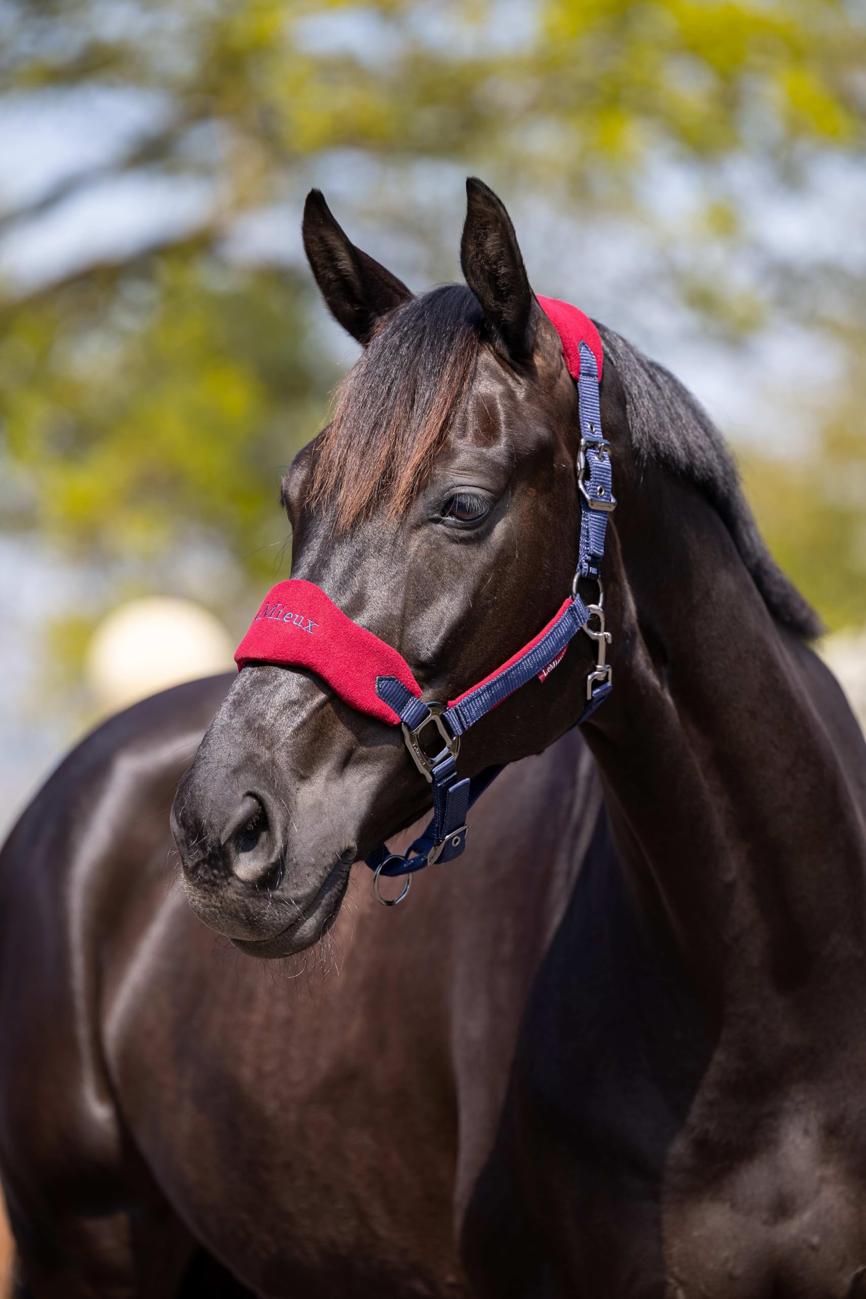 Lemieux Vogue Fleece Headcollar And Leadrope Unisex Adult Headcollar - 2