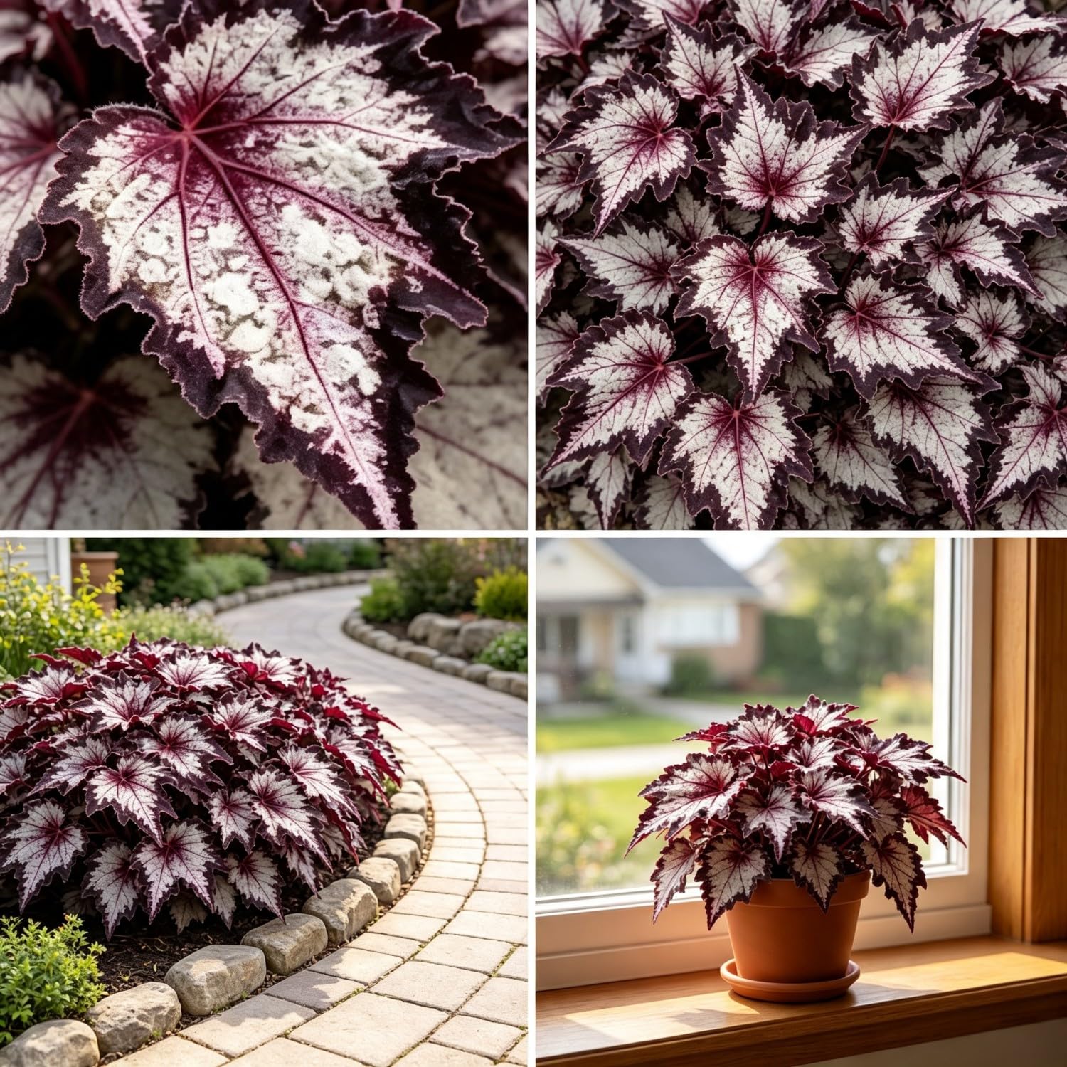 Rare Coleus Seed-Hardy,Perennial, Vibrant Floral Display Garden-60000pcs-L