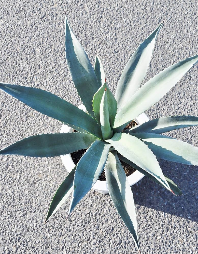 横幅80 高さ50cm 親株　抜きたて　アガベ アメリカーナ アガベ・アメリカーナ【地上部 約80-90cm】13号鉢or根巻物 | yokoen