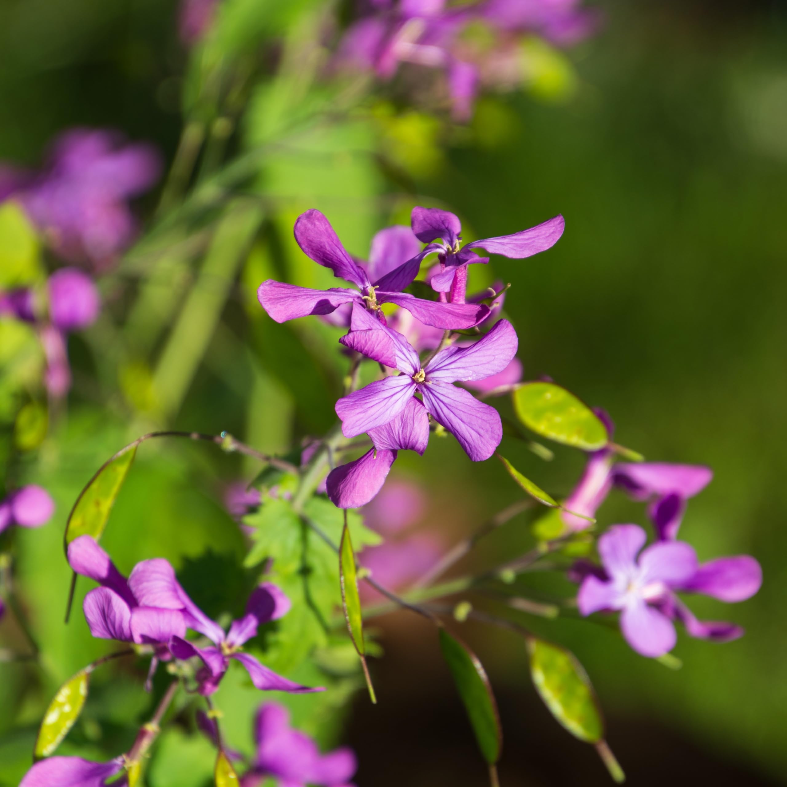PREMIER SEEDS DIRECT - LUNARIA ANNUA - Honesty - 90 Grams ~ Approx 4500 Seeds