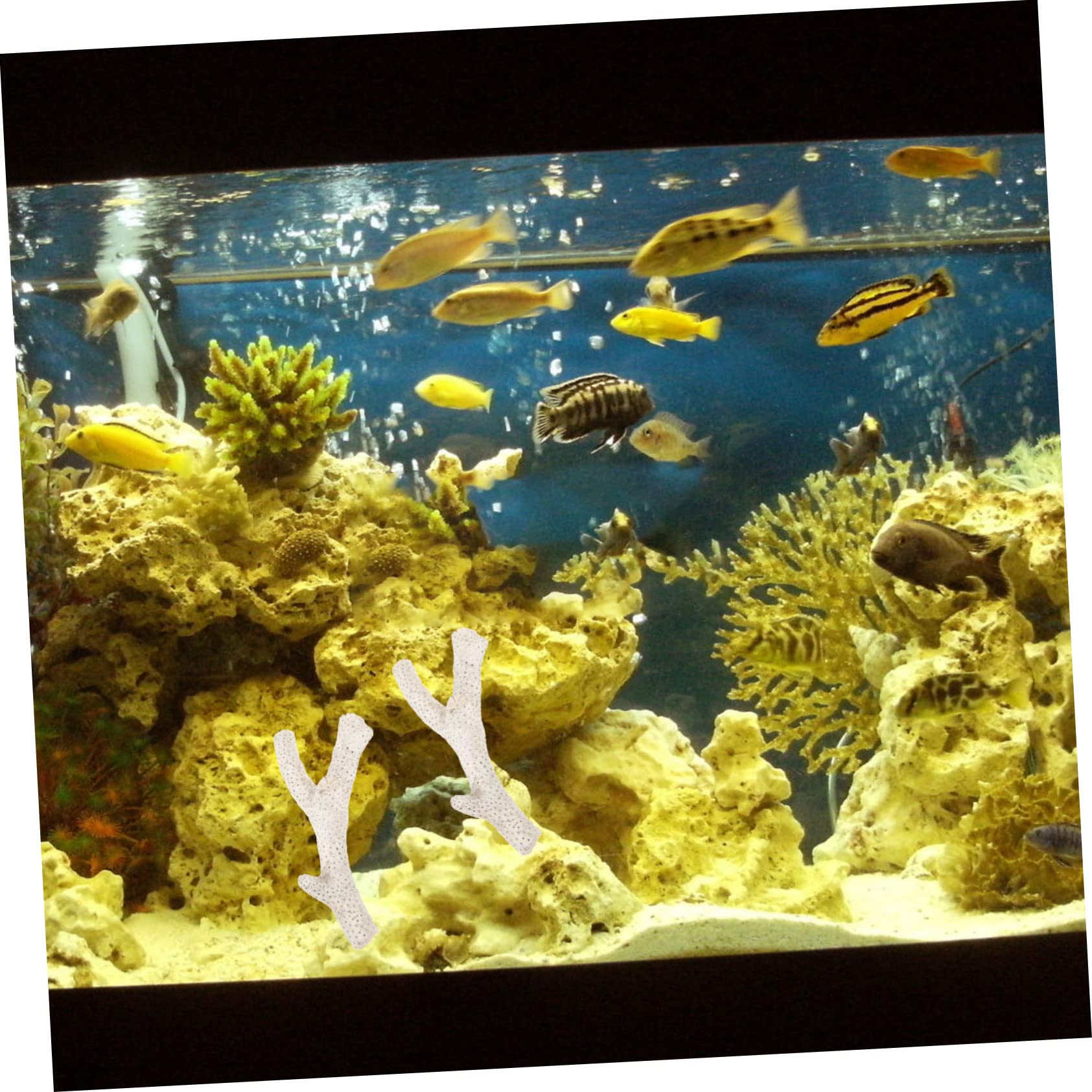 Amazon | VORCOOL 1バッグ珊瑚骨底砂 水槽用フィルター材質 自然