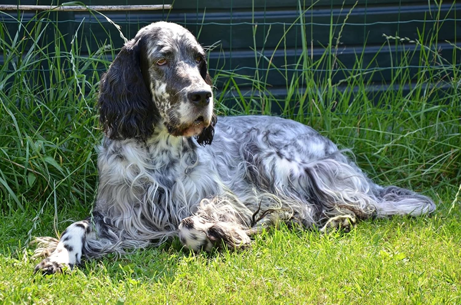 イングリッシュ セッター 犬 動物 アクリル画 絵画 Www Alisonigueldental Com