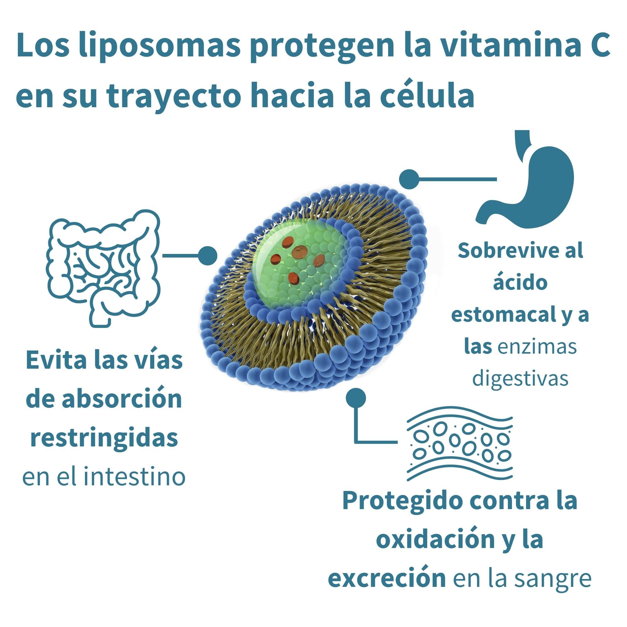 Complejo de Vitamina C Liposomal 1000mg con Zinc, Cobre y Selenio, Formato Líquido, Refuerzo Inmunológico para Adultos y Niños, Sabor a Cítricos y Vainilla, 30 Dosis de Igennus