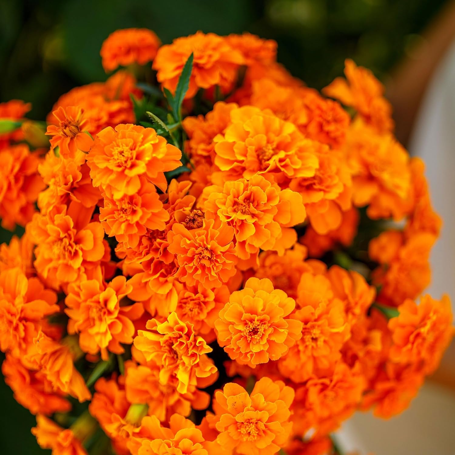 Eden Brothers French Marigold Seeds (Double) - Tangerine