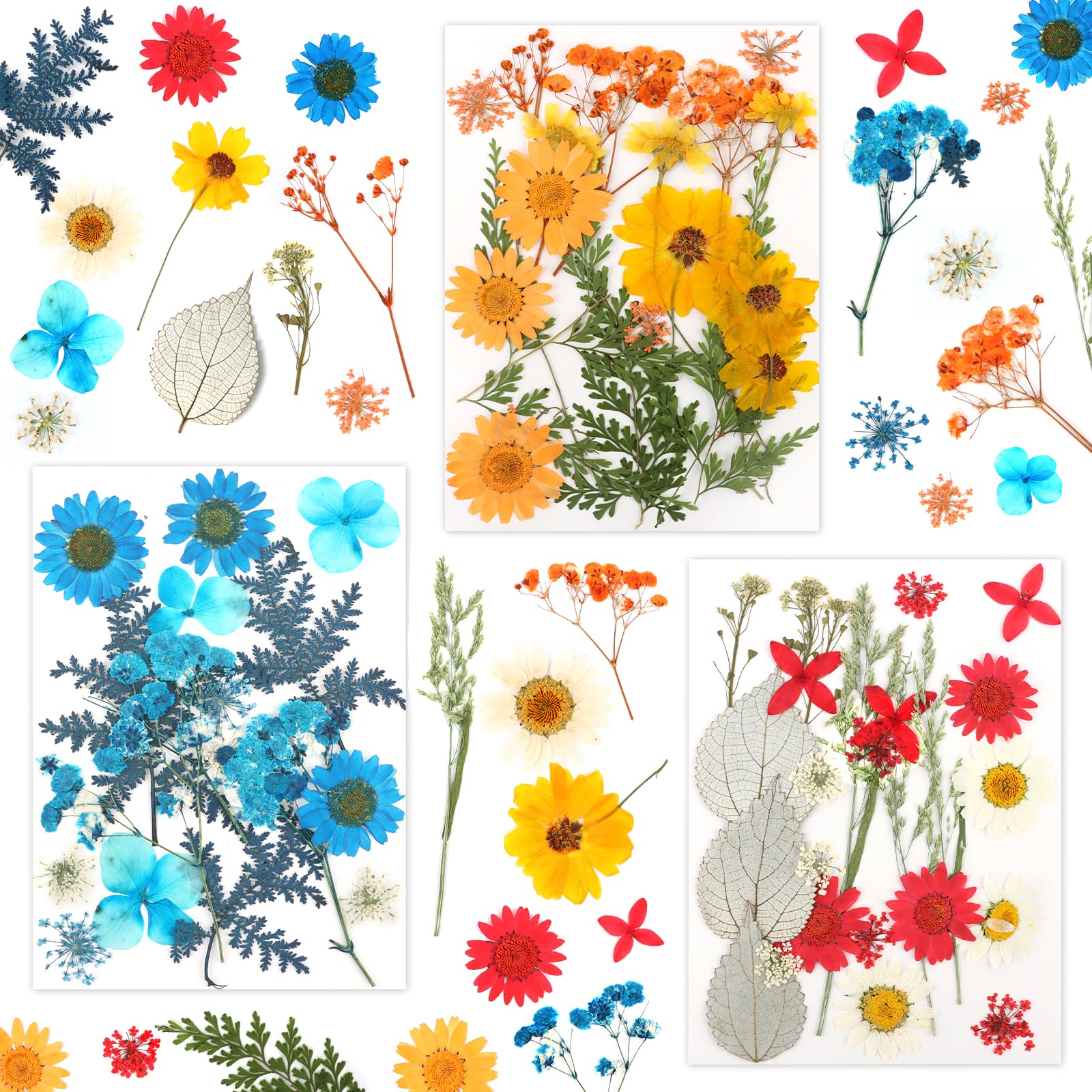 60 Pezzi Fiori Secchi Decorativi Misti, Fiori Essiccati Pressati Naturali Multicolore per DIY Candele Resina Scrapbooking