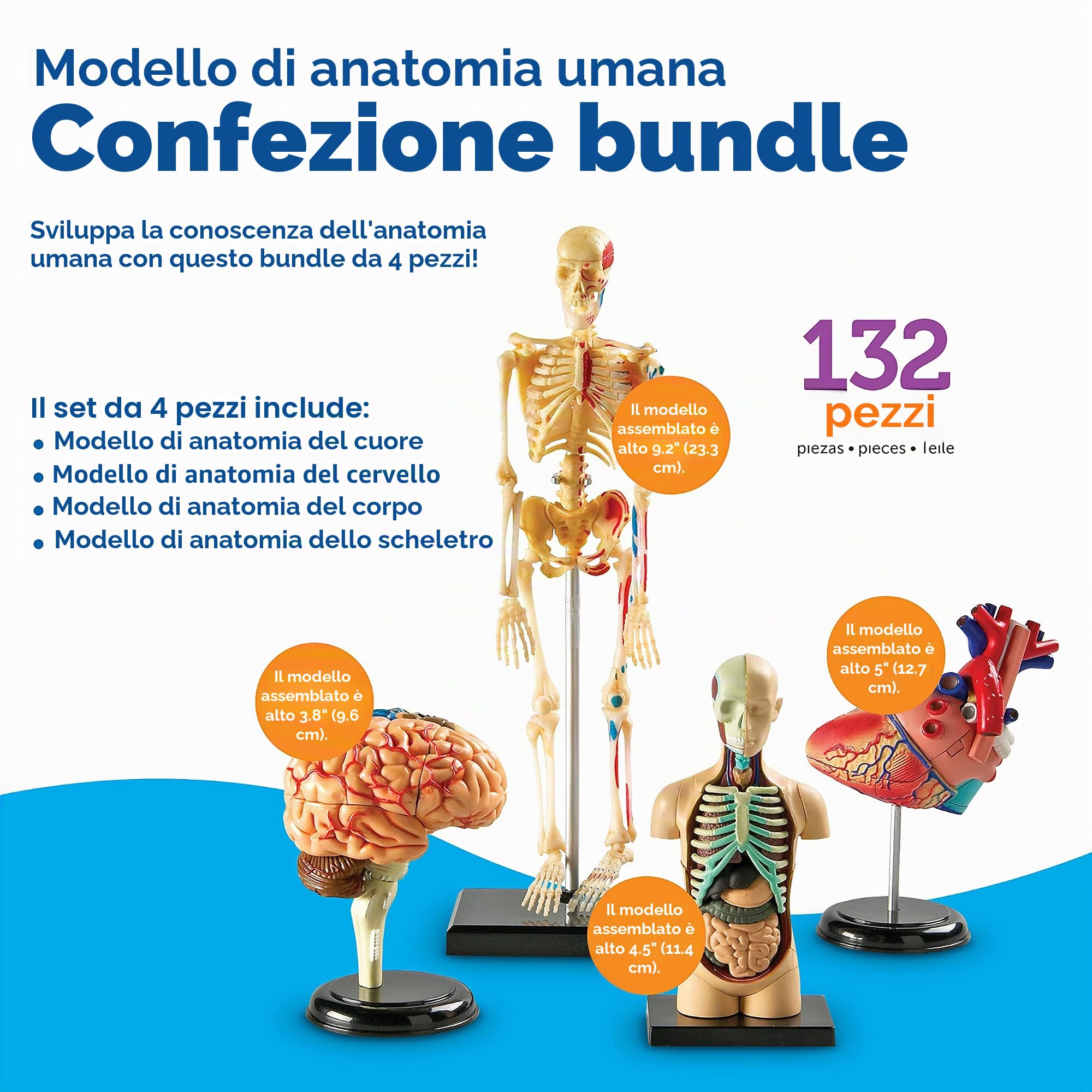 Learning Resources Set di modelli anatomici