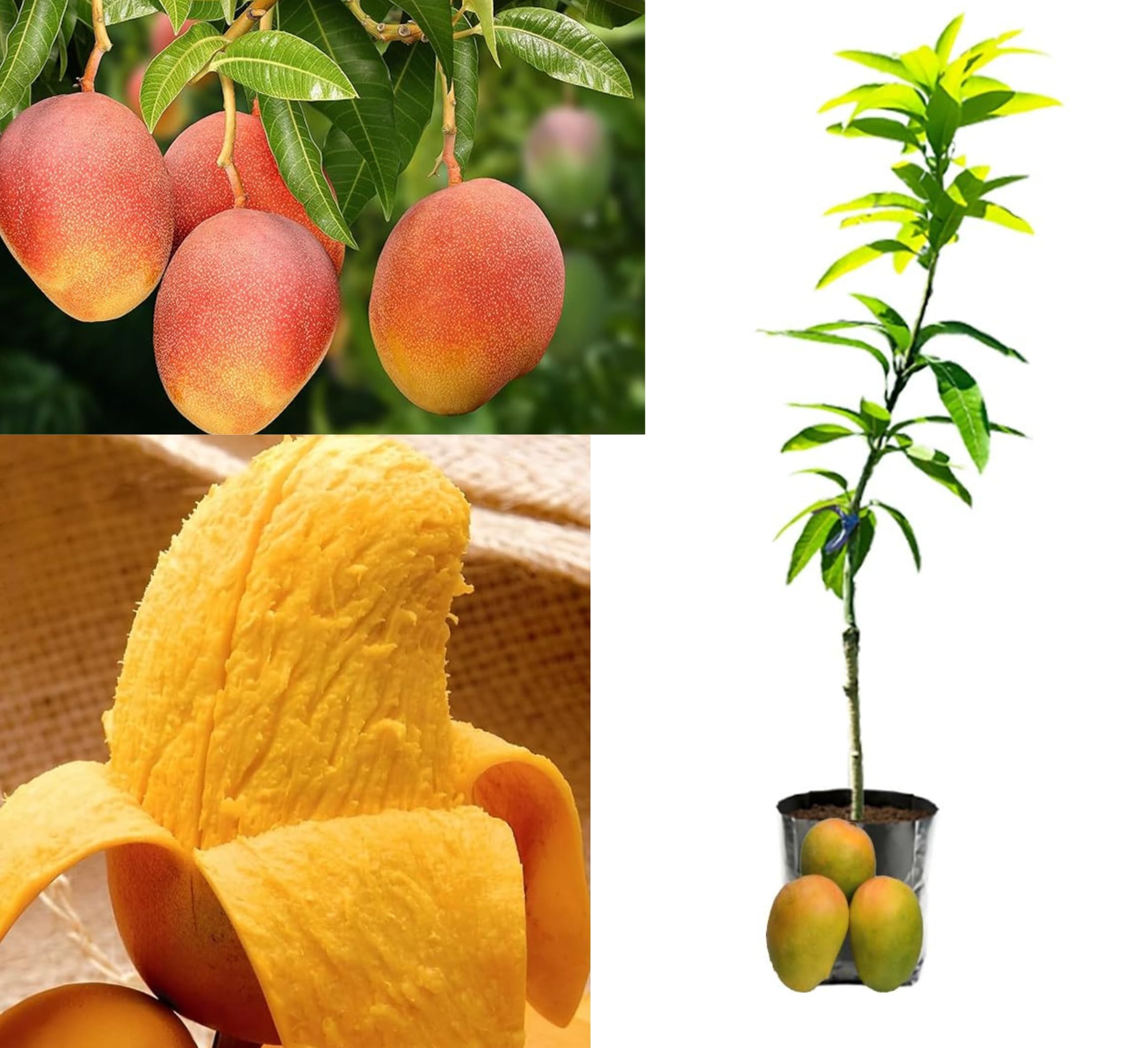 CPEYARE Nursery Himsagar Mango Plant (Grafted Plant Height 2-3 Feet) Hybrid 1 Healthy Live Frout plant For Home Garden Fruit After 2-3 Years Aam King of fruits Live Amba fruit tree