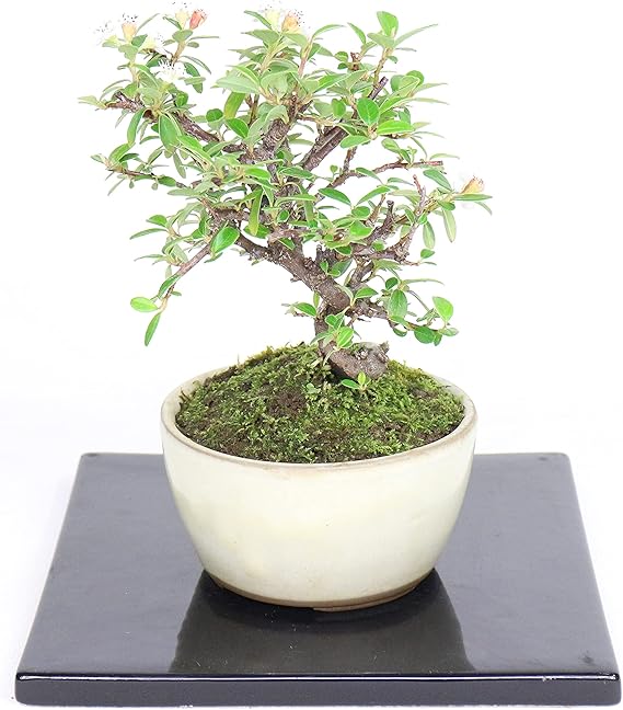 Amazon Co Jp 清香園 白い花と赤い実が楽しめるコケモモカマツカの盆栽 カマツカコケモモ Diy 工具 ガーデン Amazon Co Jp 清香園 白い花と赤い実が楽しめるコケモモカマツカの盆栽 カマツカコケモモ Diy 工具 ガーデン