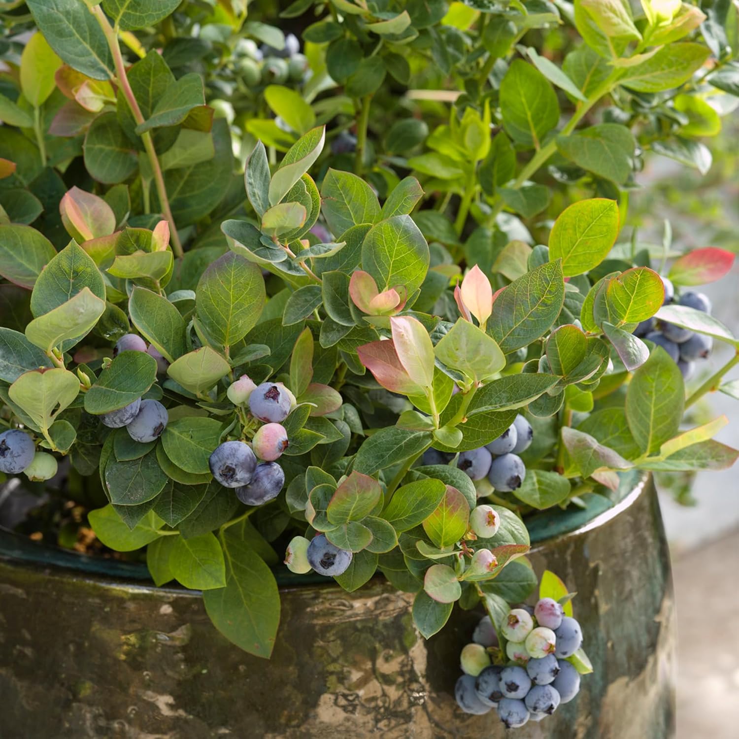 Bushel & Berry 2 Gal. Pink Icing Blueberry Plant