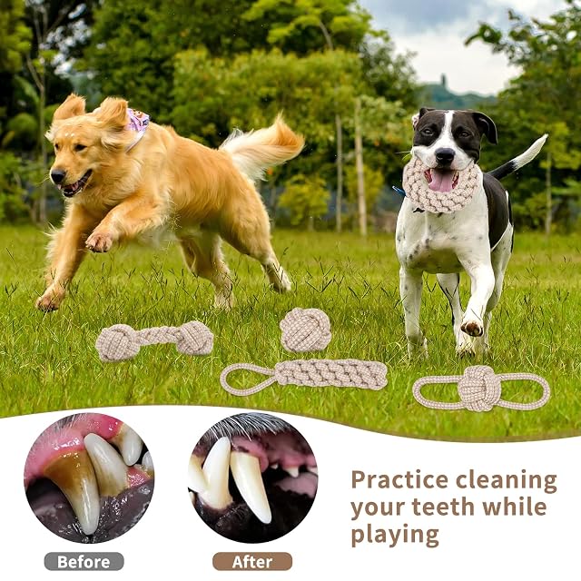 Foto 4 de 7 de 5 Stück Hundespielzeug Seil,Seilspielzeug für kleine Hunde,Hundespielzeug Seil mit Knoten Ball,Gegeflochtene…