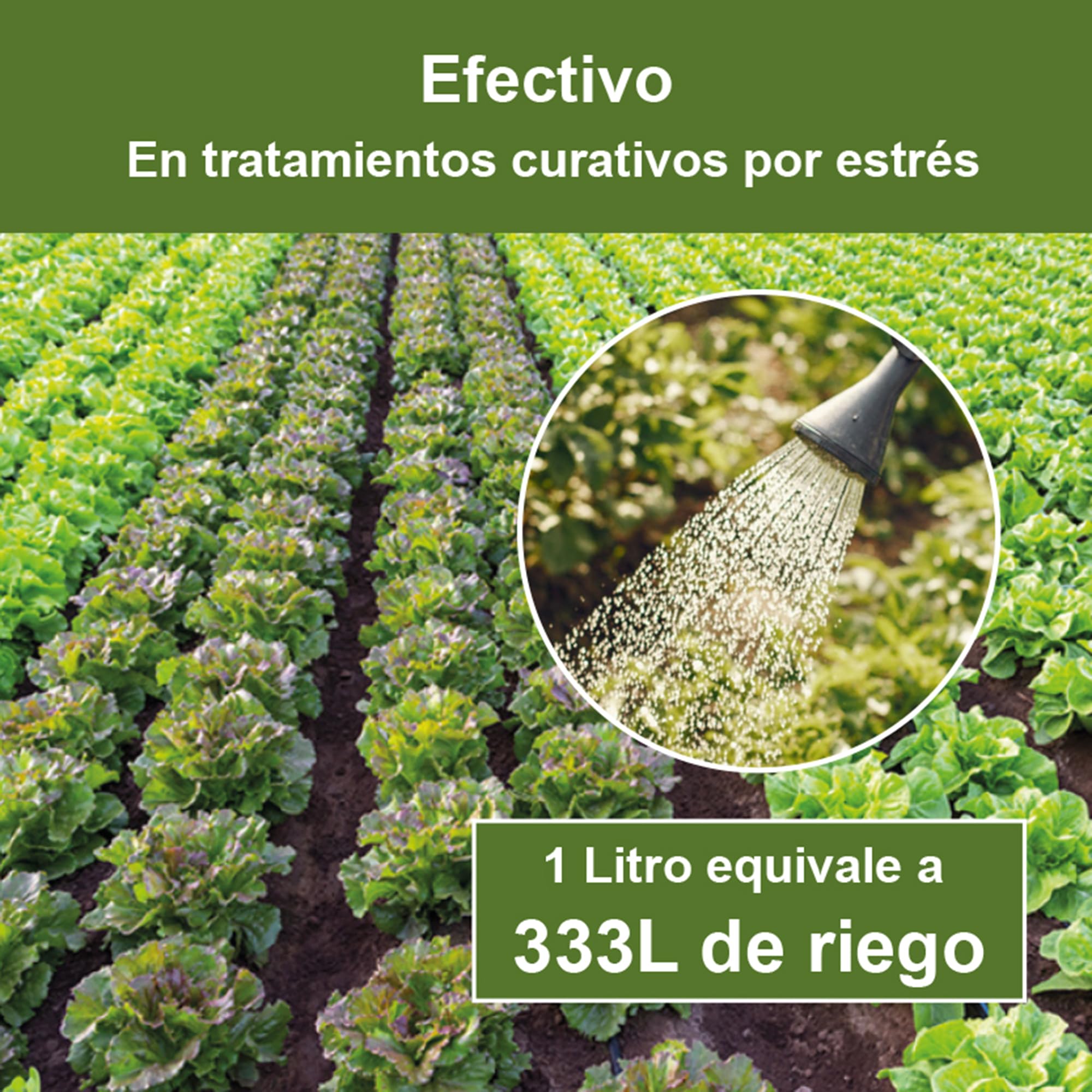 Abono Líquido Fertilizante Alga Ulva Premium Plantas Cultivos 5L. Orgánico y Universal: Huerto, Jardín, Césped, Interior. Rendimiento Todas Fases. Crecimiento, Resistencia, Foliar, Enraizante