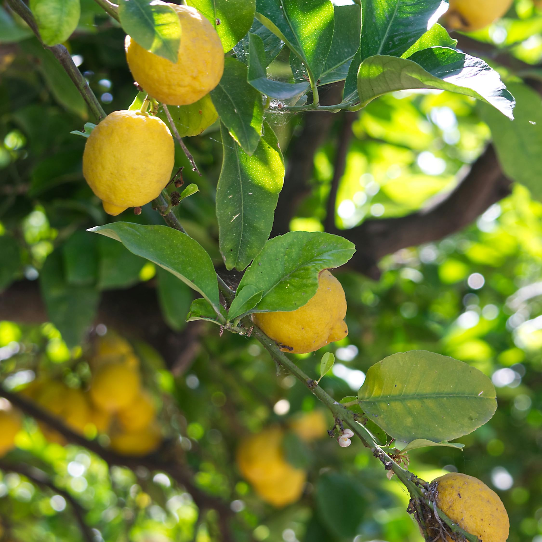 Plant in a Box - Citrus Limon - Limonero - Maceta 19cm - Altura 60-70cm