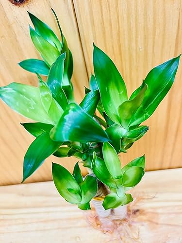 Miniatura 5 de Lotus Lucky Bamboo Arrangements 3 tallo 6 pulgadas 6 pulgadas 8 pulgadas (paquete de 3 arreglos)