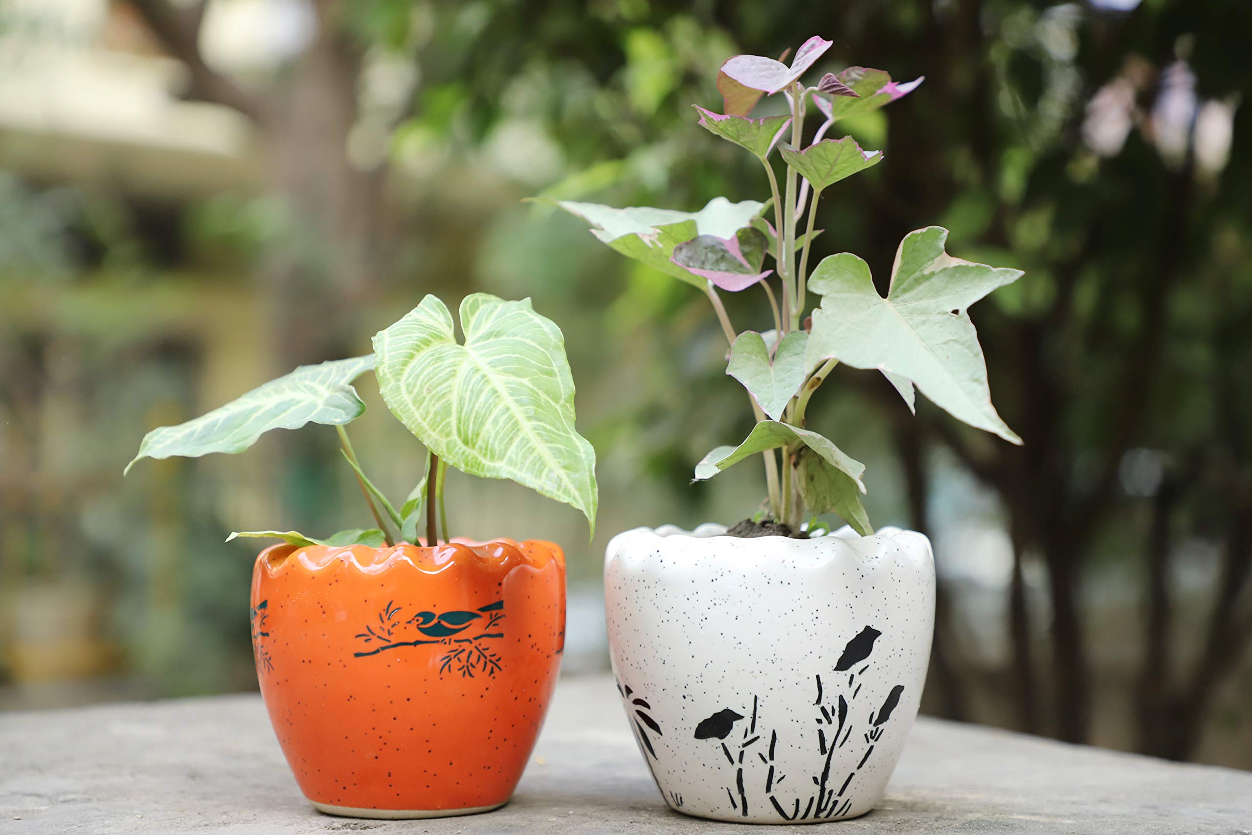 Lyallpur Stores Ceramic Planter Pot Set - Small (White & Orange Color, 9 cm) Plant Not Included for Indoor/Outdoor Plants (B08WHFWSK4) Amazon Price History, Amazon Price Tracker