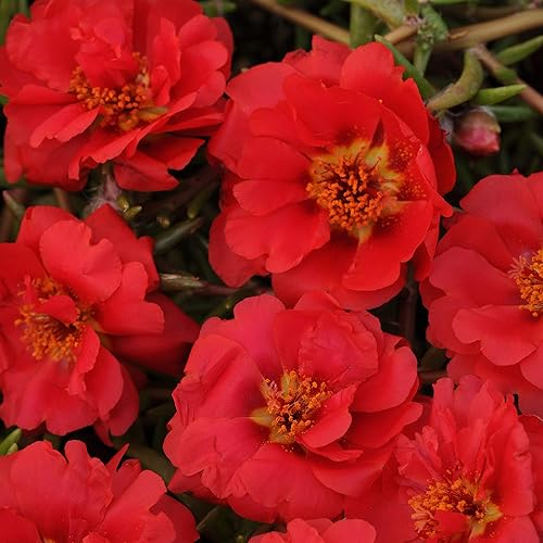 Outsidepride 10000 semillas anuales Portulaca Red Moss Rose Ground Cover Seeds para plantar
