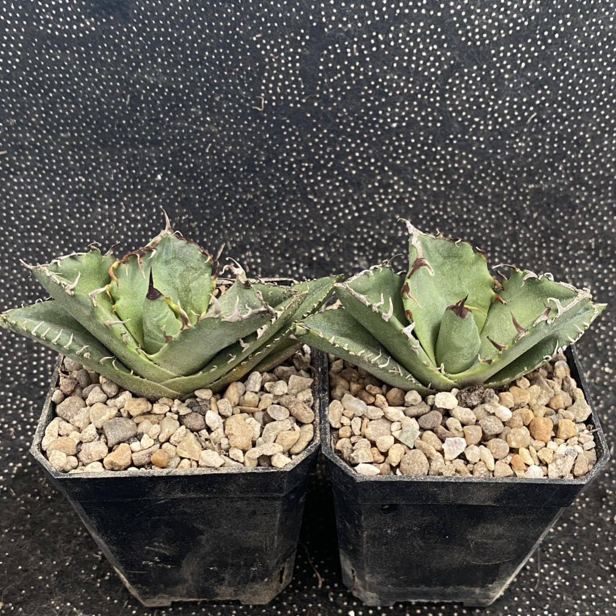 Amazon.co.jp: ［メリクロン苗］多肉植物 アガベ チタノタ カニ