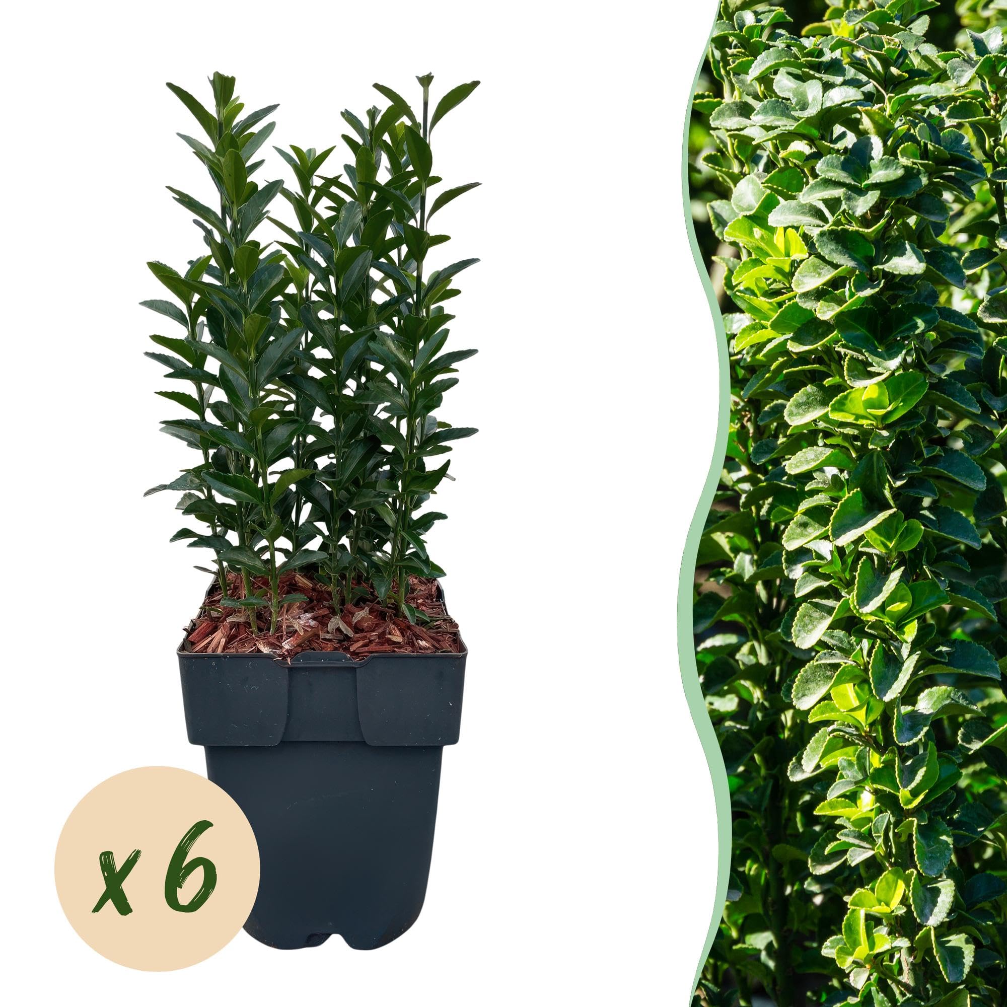 Japoński krzew wrzeciona Euonymus japonicus Green Spire – roślina żywopłotowa – zielony liść, 6 roślin, 1 m, zimozielony, 17 cm, wysokość 40 cm, łatwa w pielęgnacji i odporna na słońce