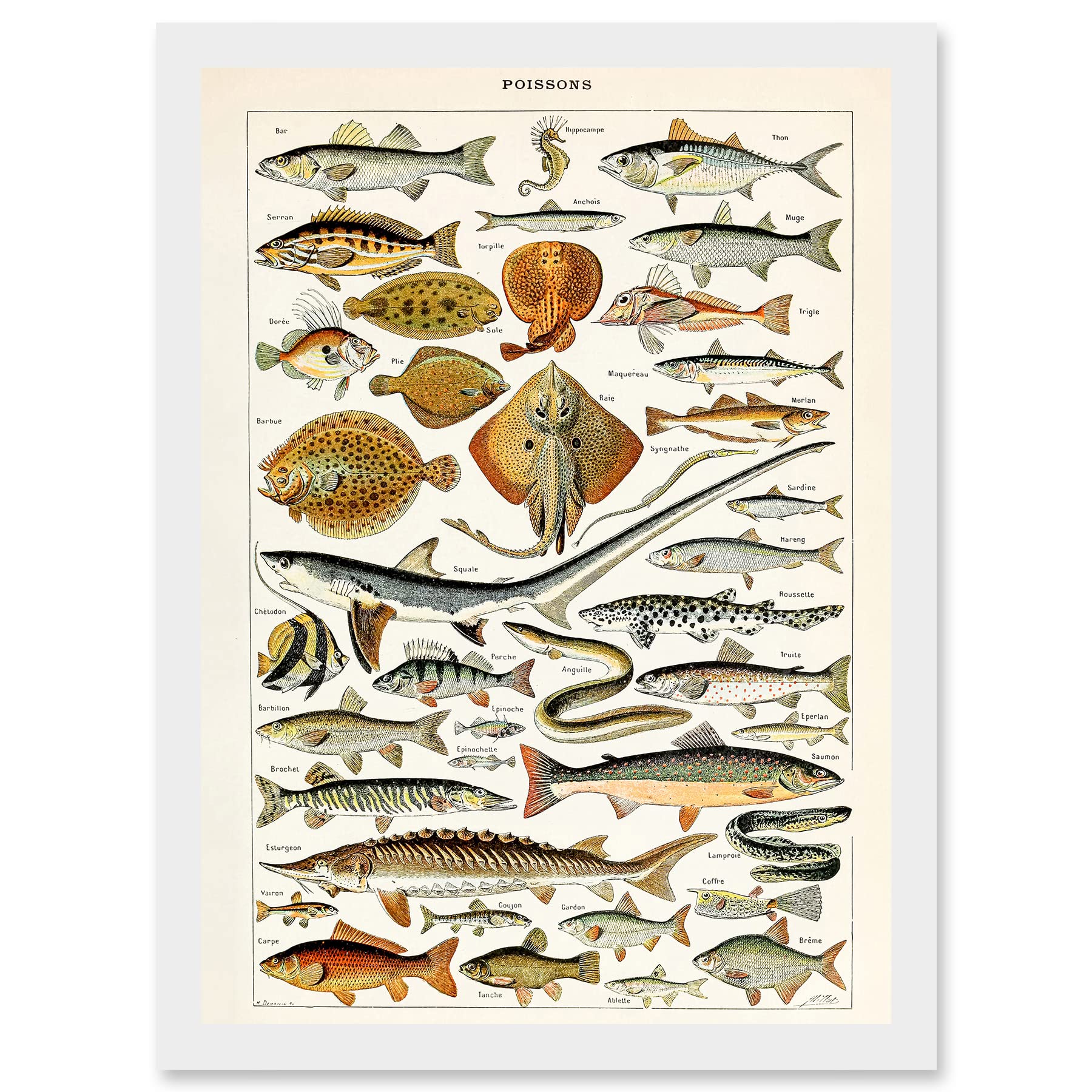 Artery8 Millot Encyclopedia vintage Fish Shark Ray Nature Artwork Framed Wall Art Print A4