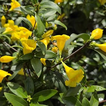 Amazon.com : Carolina Jasmine - Swamp Jessamine Vine - Gelsemium