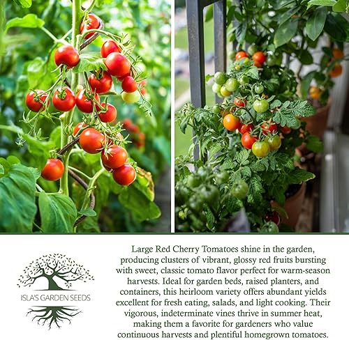 Miniatura 6 de Semillas de tomate cereza roja grandes (Solanum lycopersicum)  Más de 500 herencia sin OMG, de Isla's Garden Seeds, tomates cherry dulces de alto