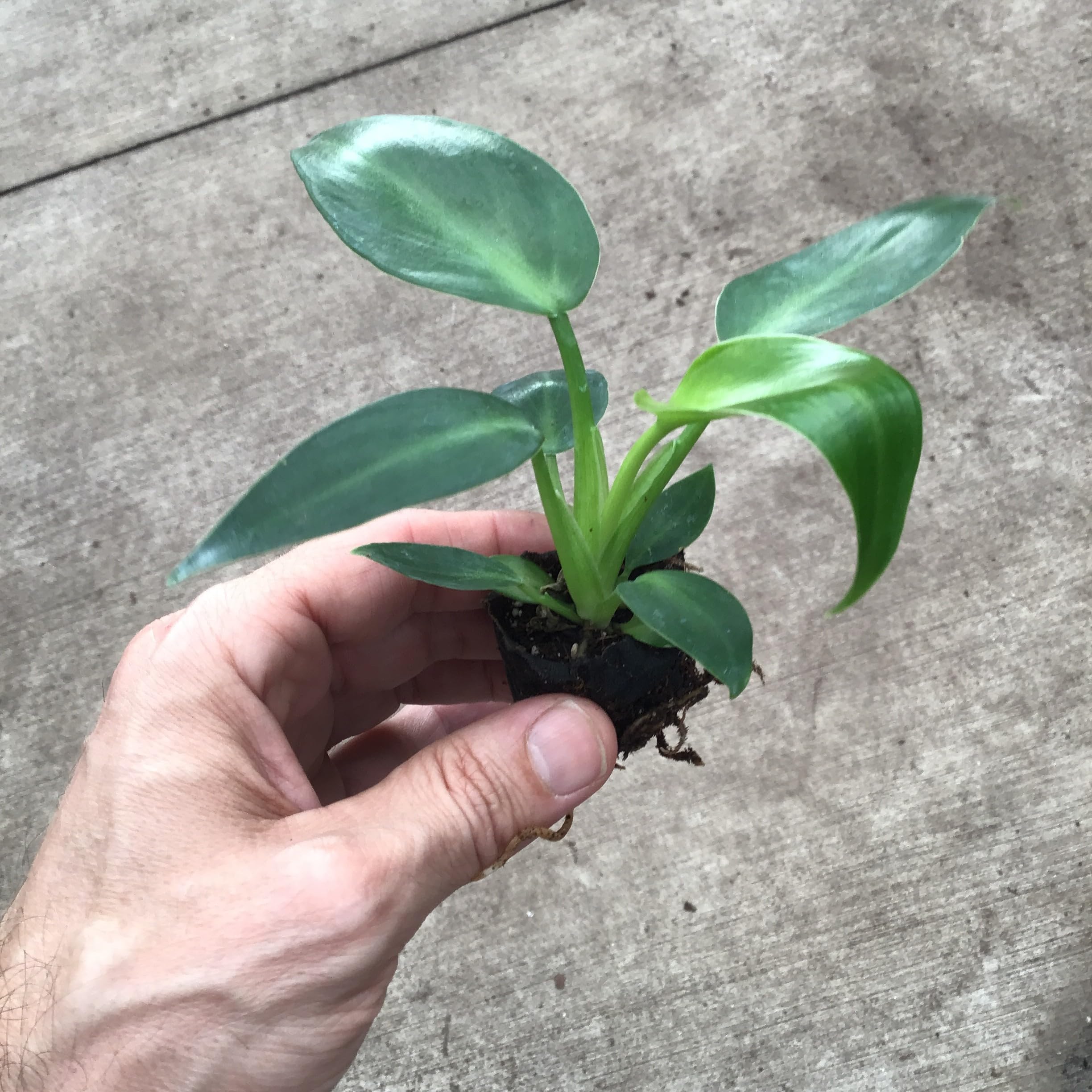 Amazon.com: Philodendron Rugosum Aberrant Form Starter Plant :