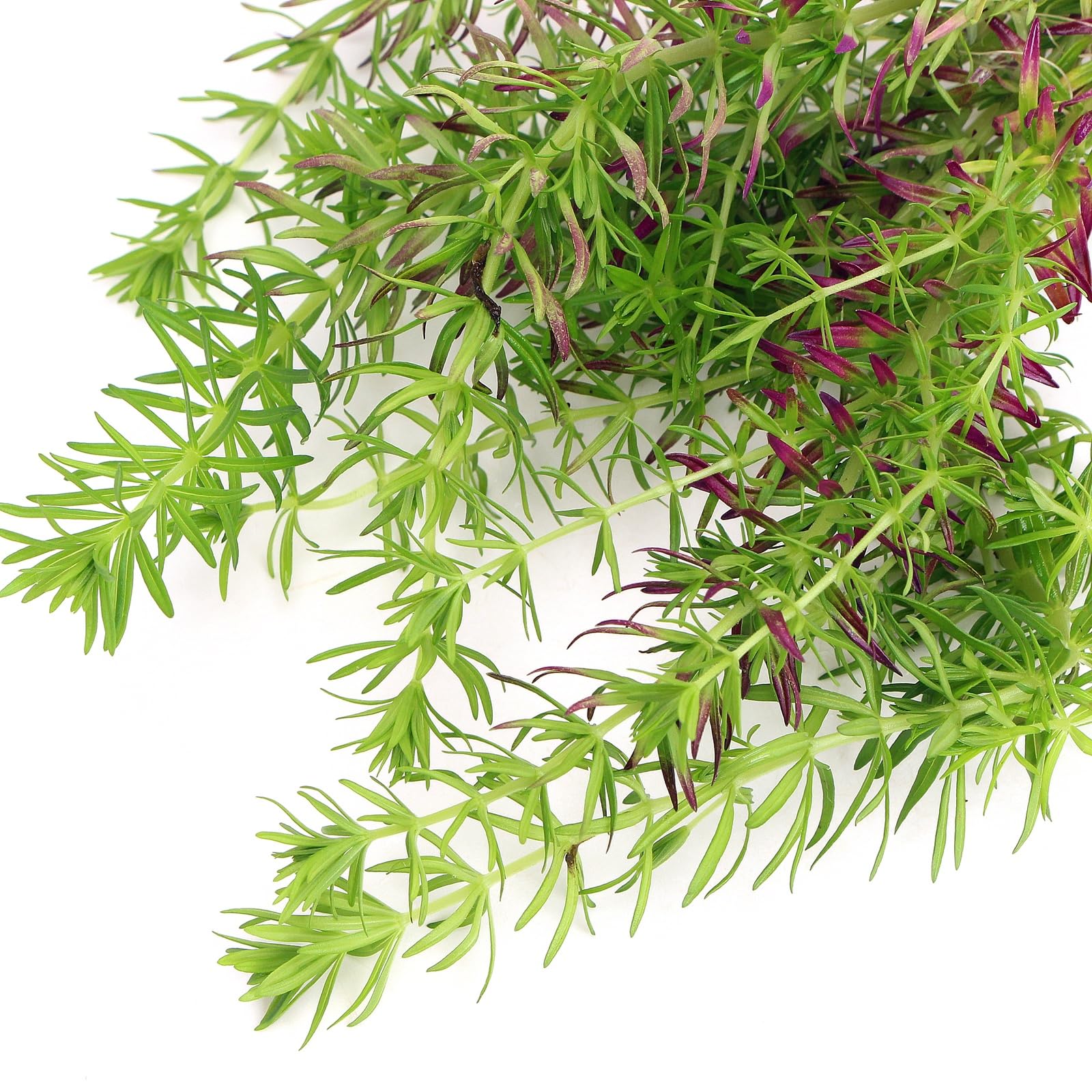 K2AQUA Pogostemon Erectus Tropical Aquarium Plant Vertical Growth Natural Filtration Aquascaping Decor