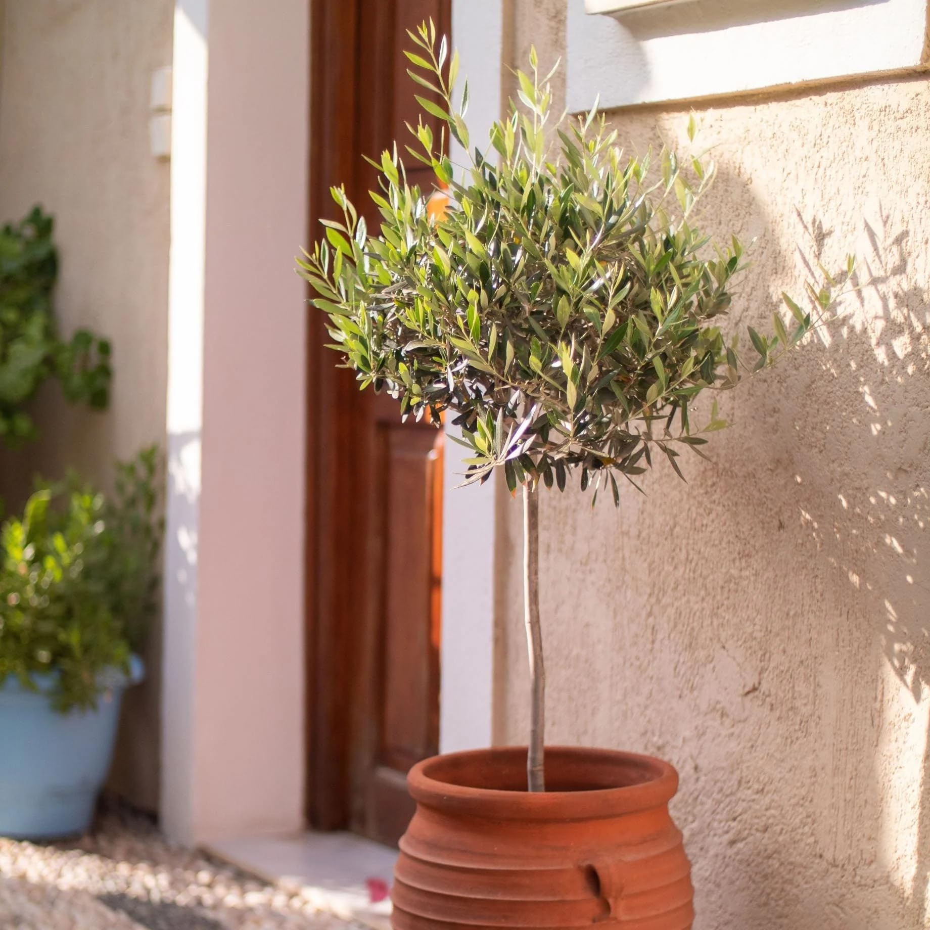 Roots Plants Real Olive Tree, Olea Europaea Live Plant, Fruit Tree, for Indoors or Outdoors, Perfect for Patios, 90-120cm in 3 Litre Pot