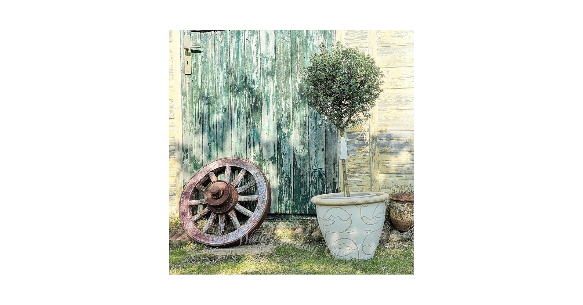 ウエストリンギア　/ 627 Amazon.co.jp: ウエストリンギア・ライムライト7号鉢【品種で