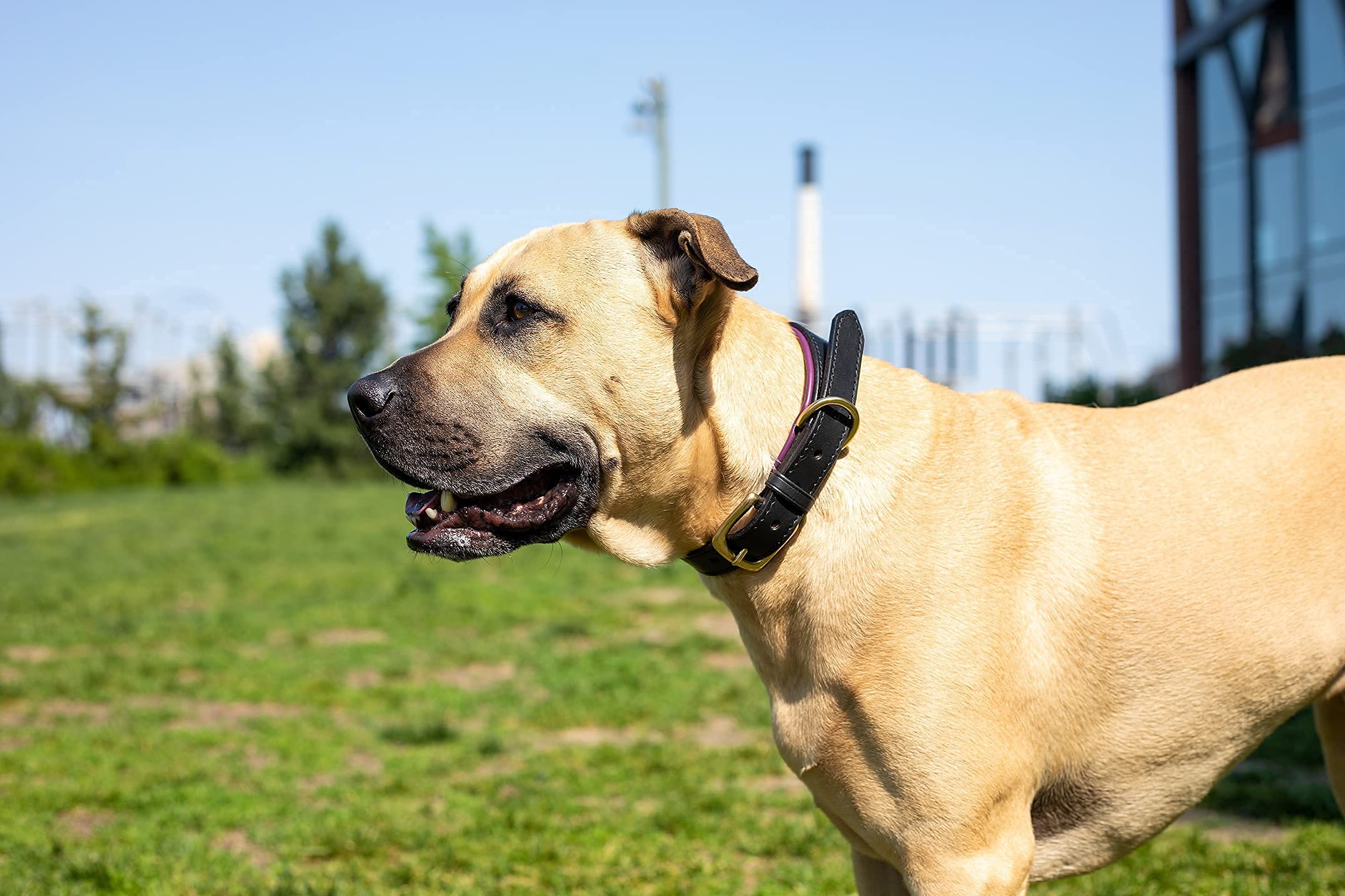 Leder-Hundehalsband – Schwarz, Gepolstert, Mit Messingschnalle, Für Halsumfang 45,7–55,9 Cm
