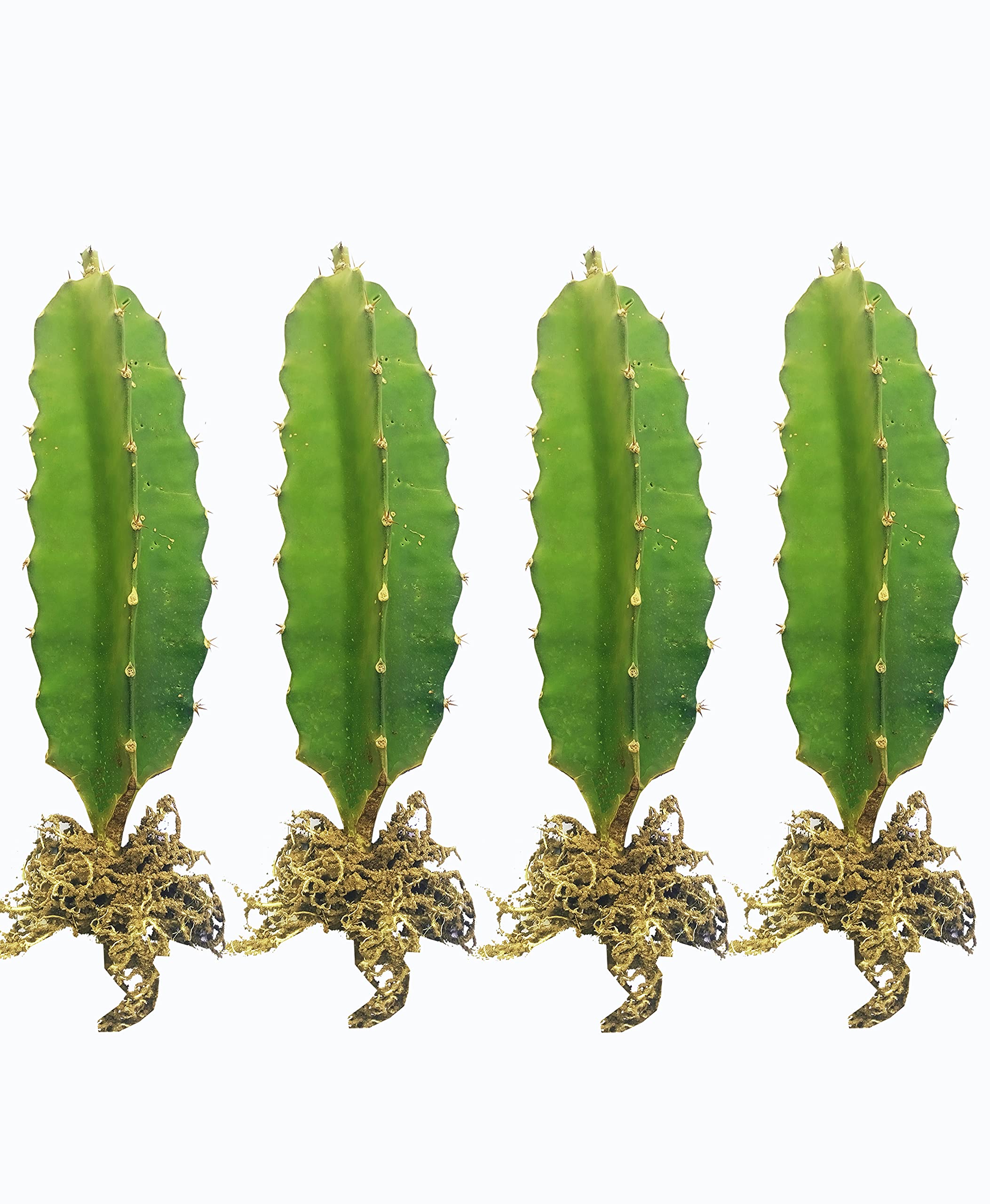 GO7 Dragon Fruit Plant, live plant, Hybrid live plant, pack of 1(4 plant) (B09G6S2MTW) Amazon Price History, Amazon Price Tracker