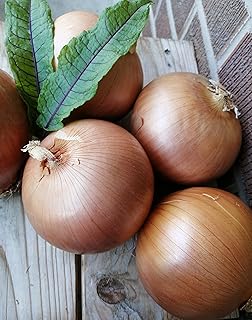 Hundredfold 100 Walla Walla Sweet Onion Vegetable Seeds – Non-GMO Heirloom Allium, Large, Flavorful and Cold-Resistant, Packed and Shipped in Canada