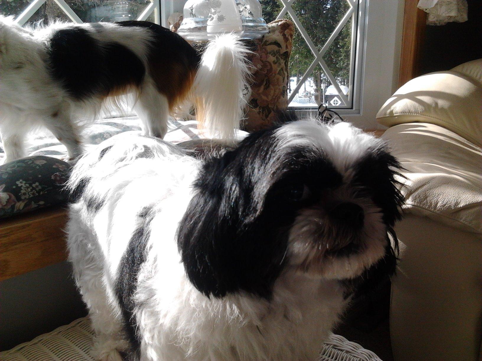 Solid Gold Small & Toy Breed Dry Dog Food; Mighty Mini GrainFree with Real Lamb; 11 lb Amazon