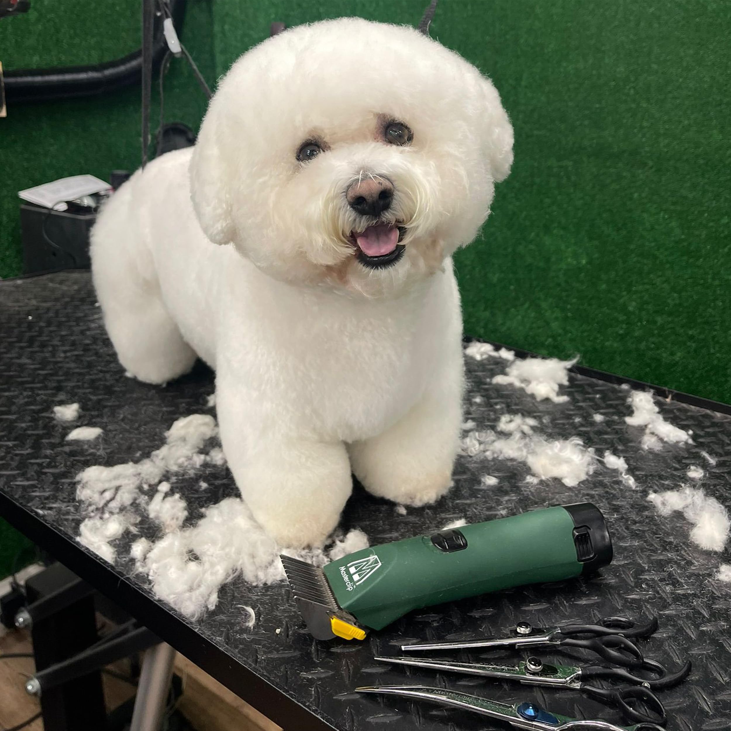 MASTERCLIP Cortapelos inalámbricos para perros Shih Tzu, Bichon Frise, Lhasa Apso y Schnauzers. Resultados profesionales de corte de perros en casa en todos los perros regazo que tienen pelo grueso,